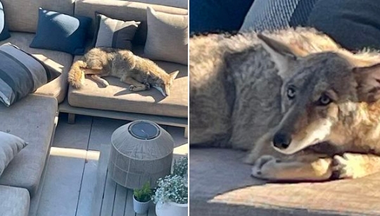 Plötzlich machte es sich ein Kojote auf ihren Terrassenmöbeln bequem